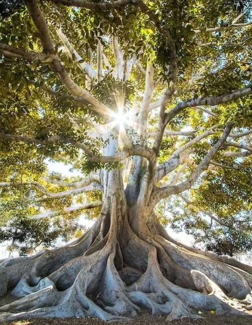 When Growth Changes the Culture